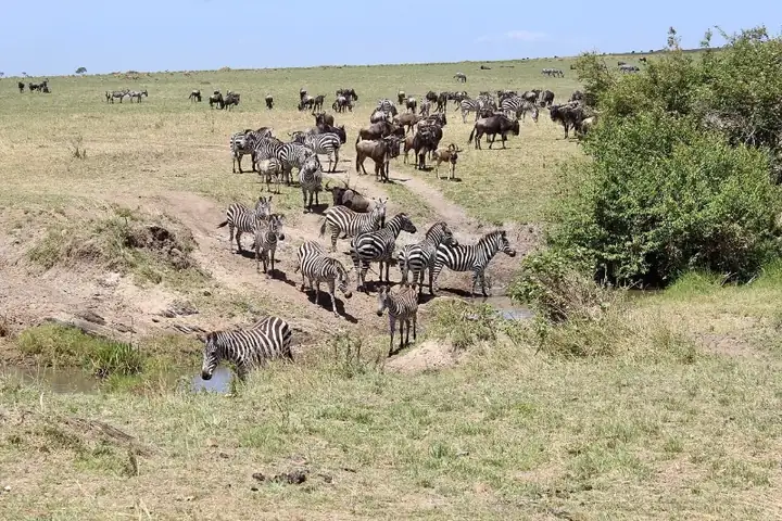 Zebras and wildebeest Maasai Mara