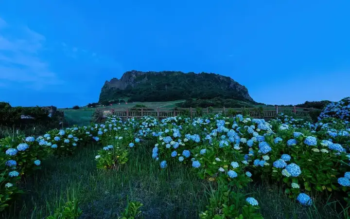 Hydrangea macrophylla in front of Seongsan Ilchulbong volcano at blue hour in Jeju Island South Korea