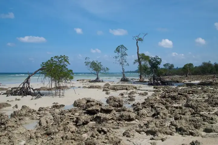 Shaheed Island, Andamans, Mangrove beach, True wilderness