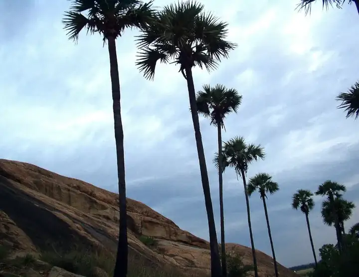 Palms near Thiruparankundram Rock