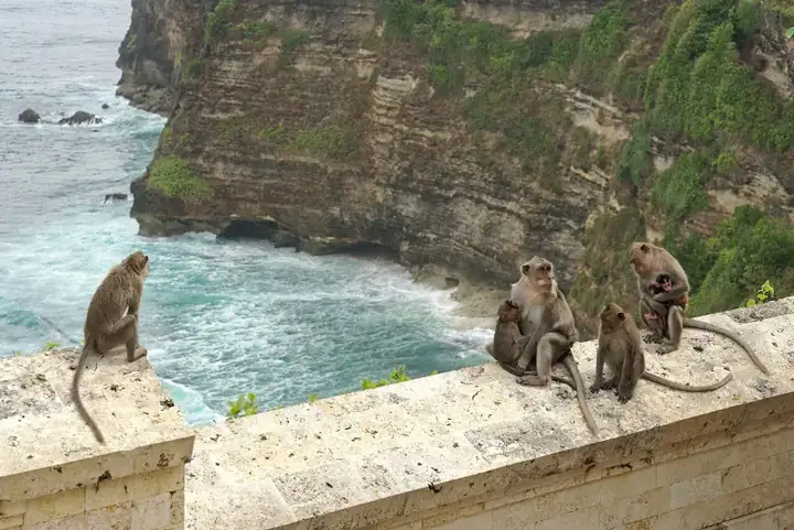 Macaca fascicularis, Pura Luhur Uluwatu, Bali