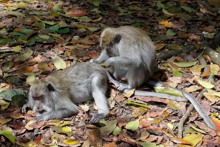 Grooming, Macaca fascicularis, Ubud Monkey Forest, Bali