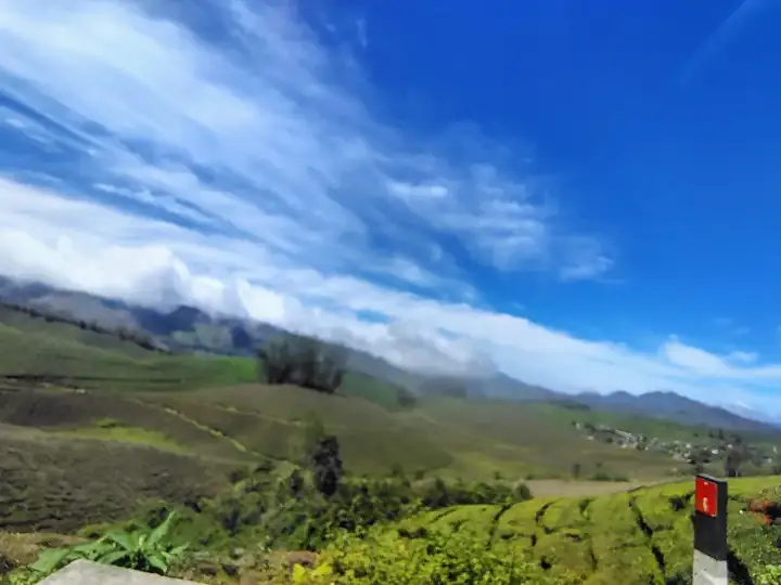 Munnar Road and Tea Plantations