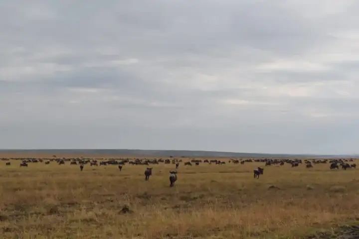 Wildebeest Migration in Maasai Mara National Park