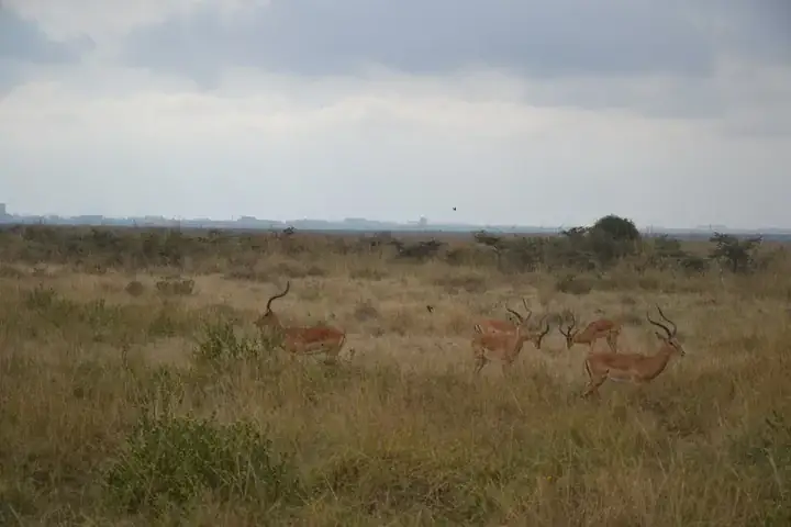 Antelopes at Nairobi National