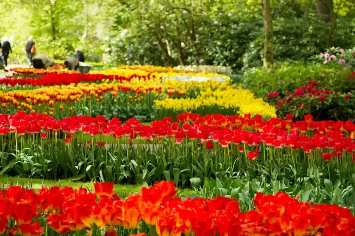 Keukenhof tulips