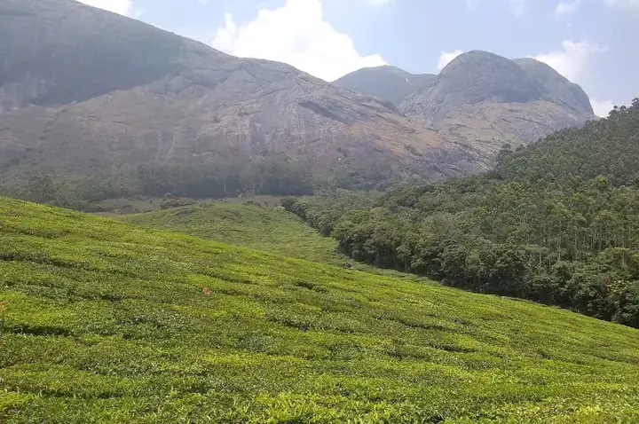 Tea plantation munnar
