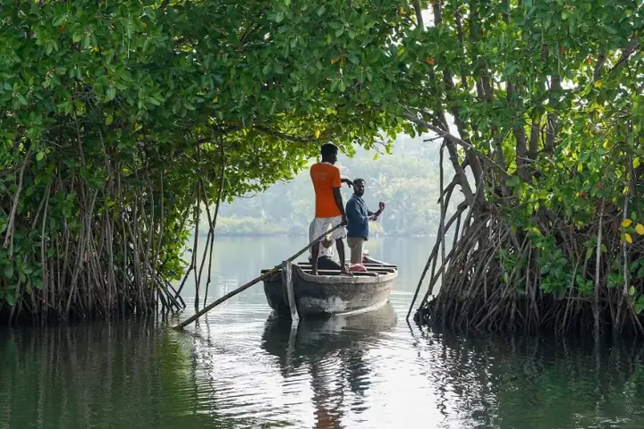 Mangrove Arch Boat Ashtamudi Kollam Kerala