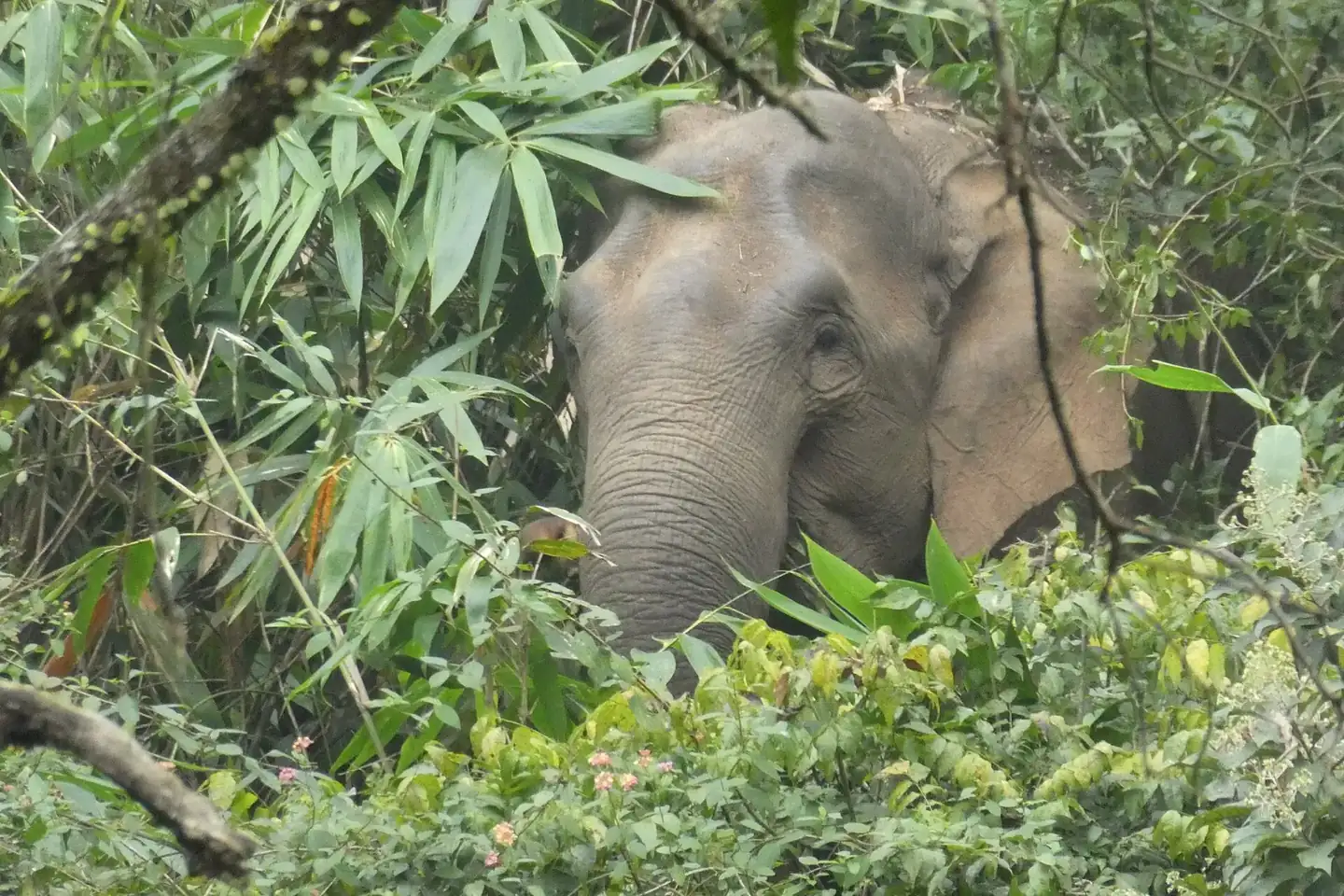 Thekkady Elephant