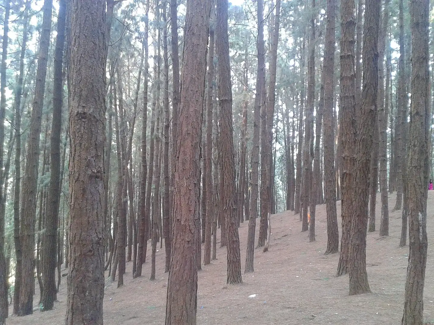 Vagamon pine forest