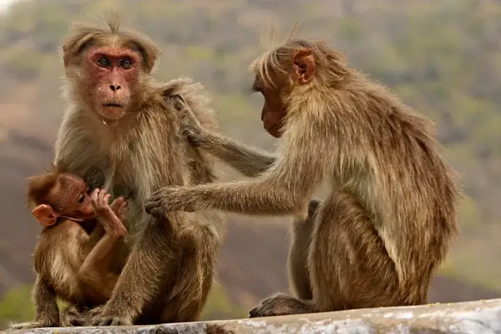 Bonnet macaques with young ones from Aziyar Anamalai Tiger Reserve