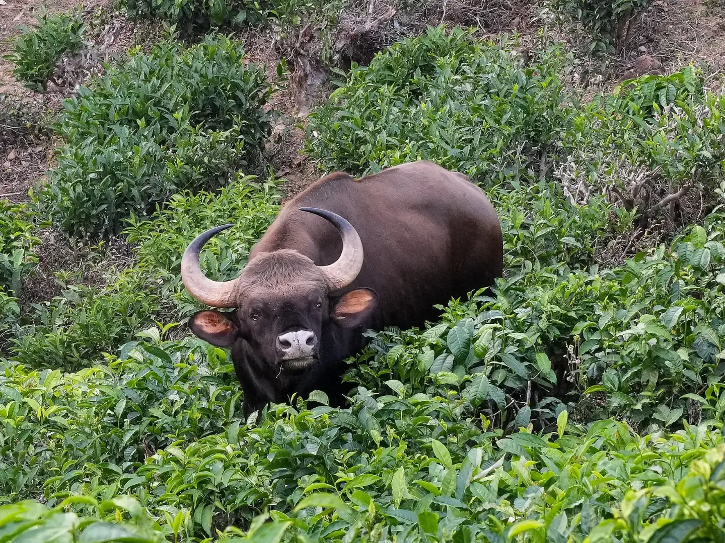 Gaur Tea Sheikalmudi Valparai