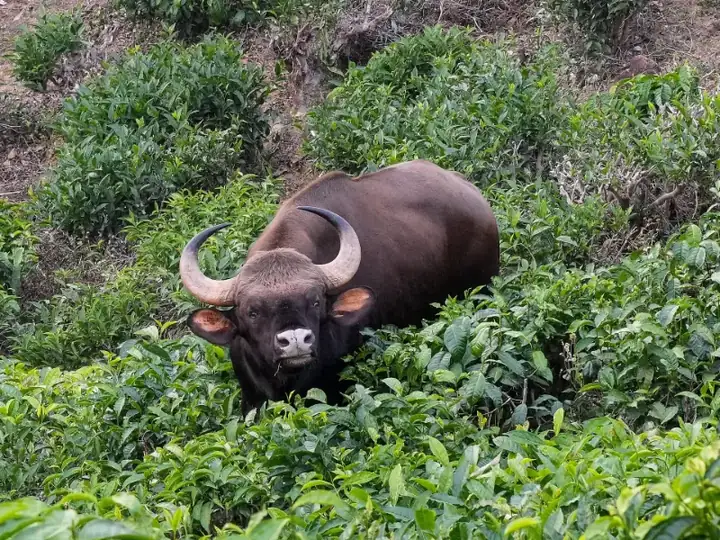 Gaur Tea Sheikalmudi Valparai