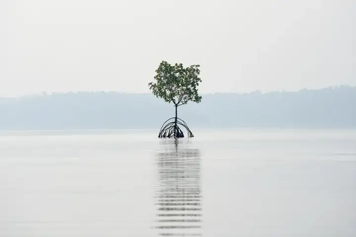 Mangrove Reflection Wide Ashtamudi Kollam Kerala