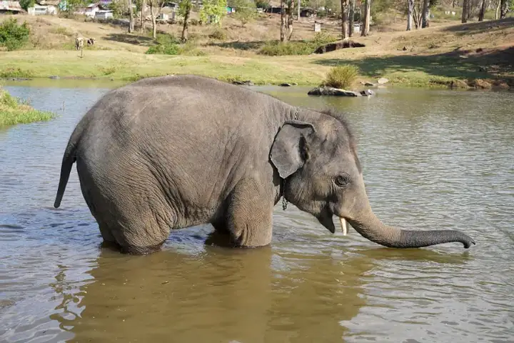 Raghu Juvenile Camp Elephant Bathing Theppakadu Mudumalai