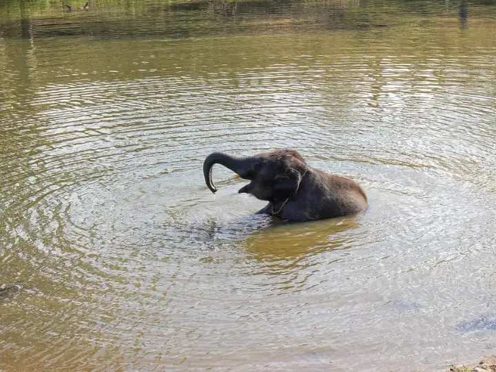 Raghu Juvenile Camp Elephant Bathing Seated Theppakadu Mudumalai
