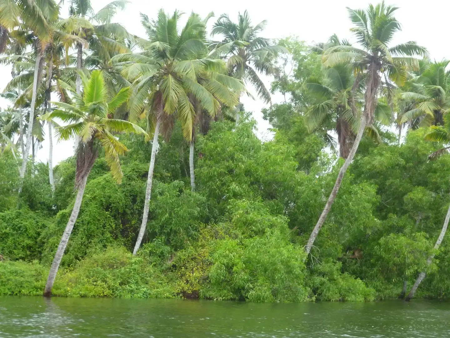 Poovar backwaters, Kerala, India