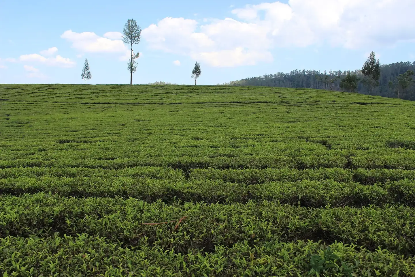 Tea Estate in Ooty, Tamil Nadu