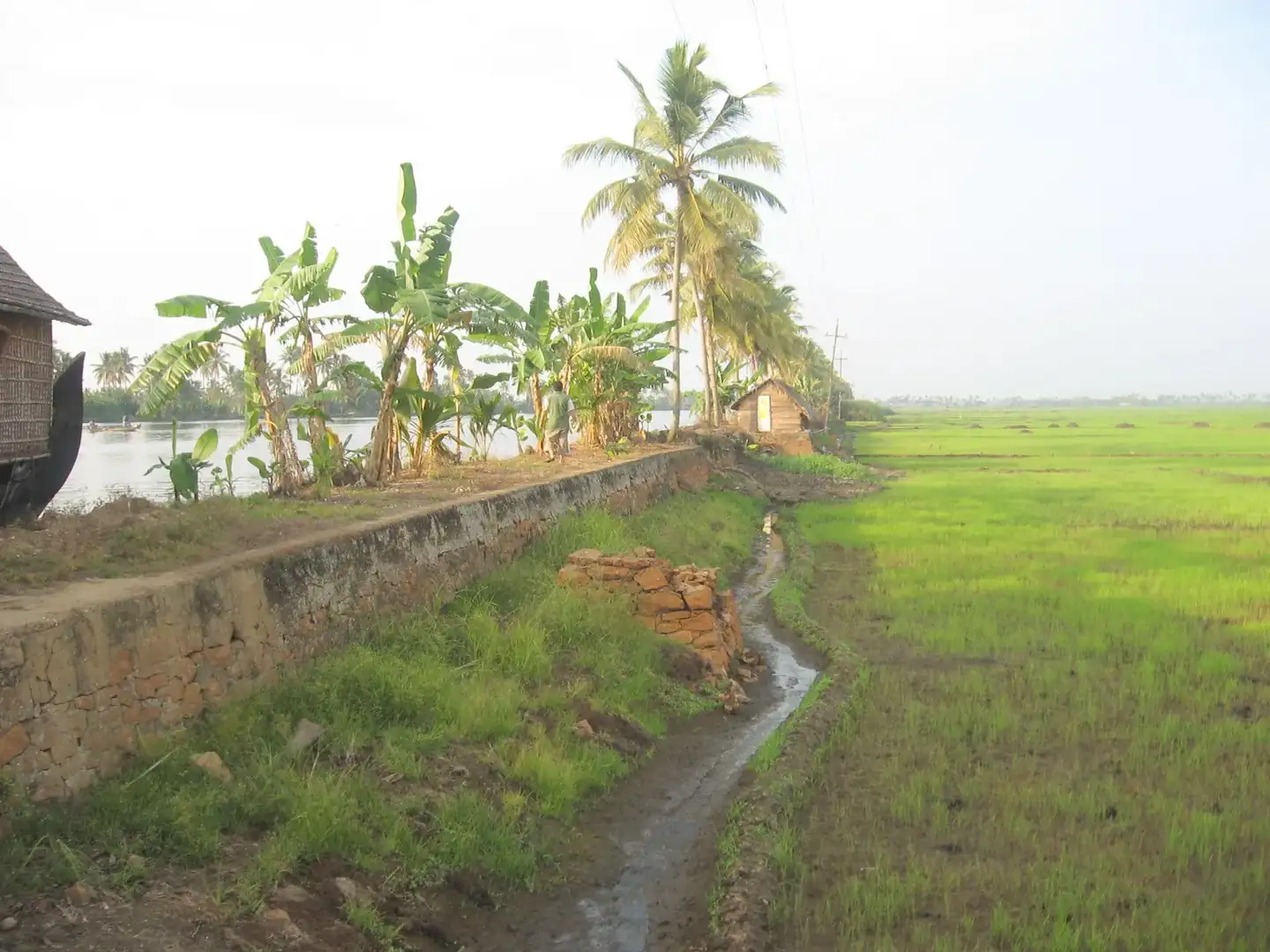 Kerala Backwaters Kuttanad Paddy fields