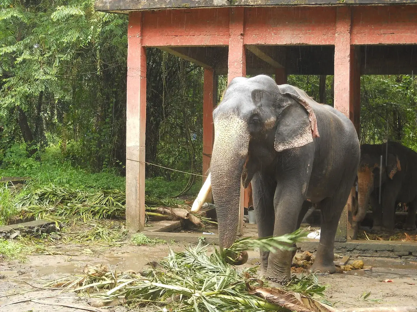 Elephnat at Punnathur Kotta, Gurvayur