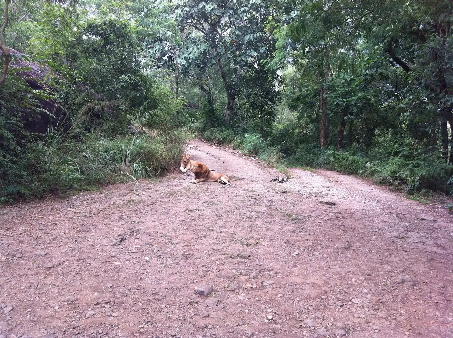 Lions at neyyar wildlife sanctury