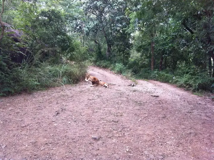 Lions at neyyar wildlife sanctury