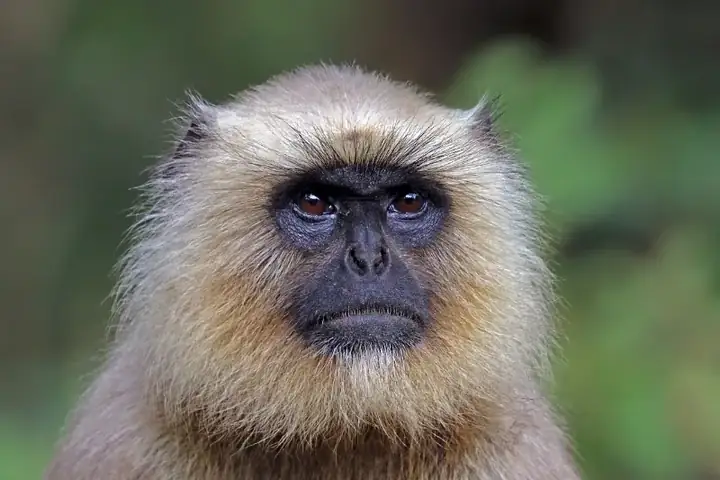 Southern plains grey langur female head