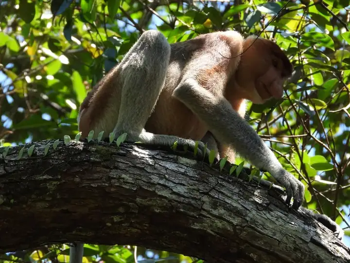 Proboscis monkey