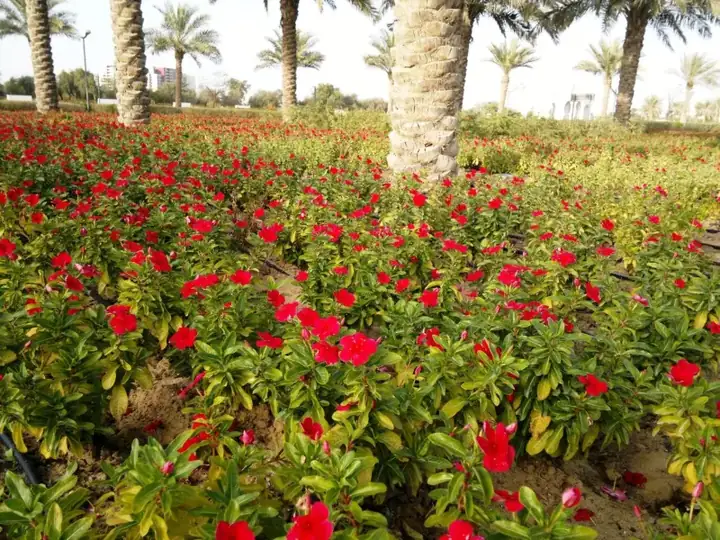 Gradens Sheikh Zayed Grand Mosque in Abu Dhabi - panoramio