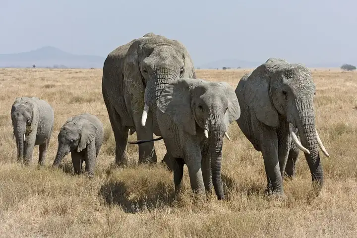 Africa
