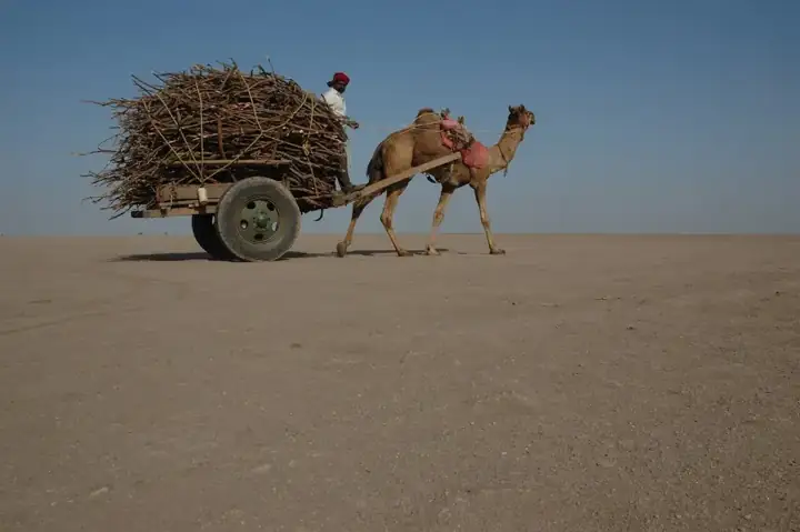 Camel cart in Rann of Kutch