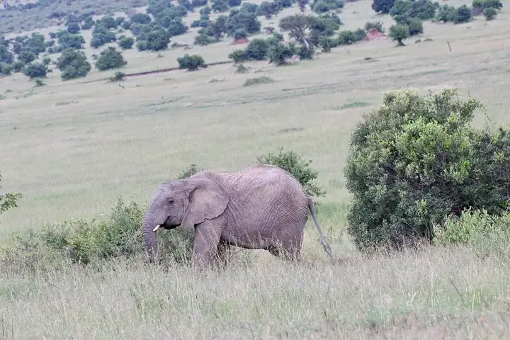 African elephant against the savannah