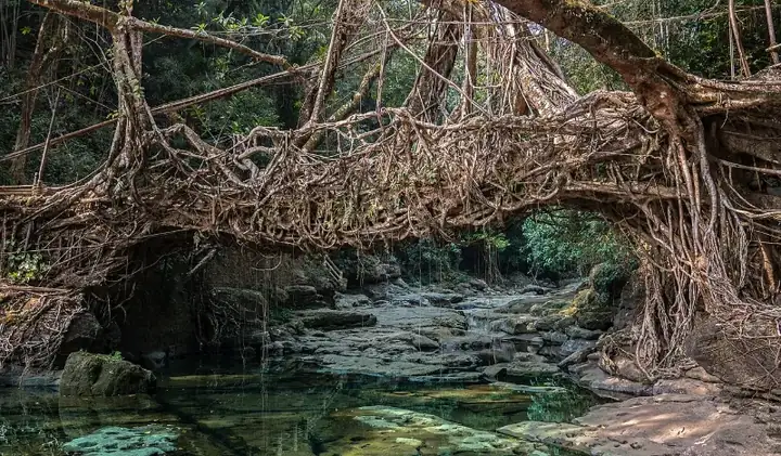 Living root bridge, Maghalaya