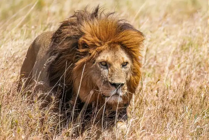 Male Lion prowling in the Serengeti National Park Photo by Giles Laurent