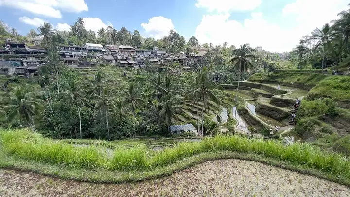 Tegallalang rice terraces