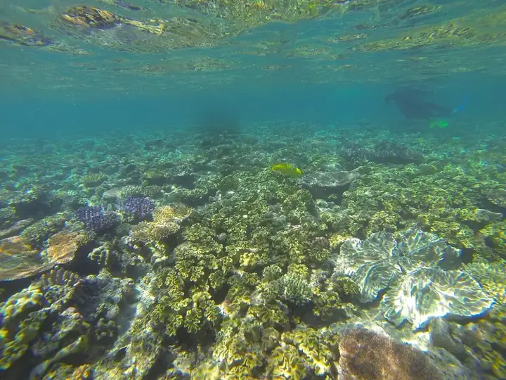 Great Barrier Reef snorkeling