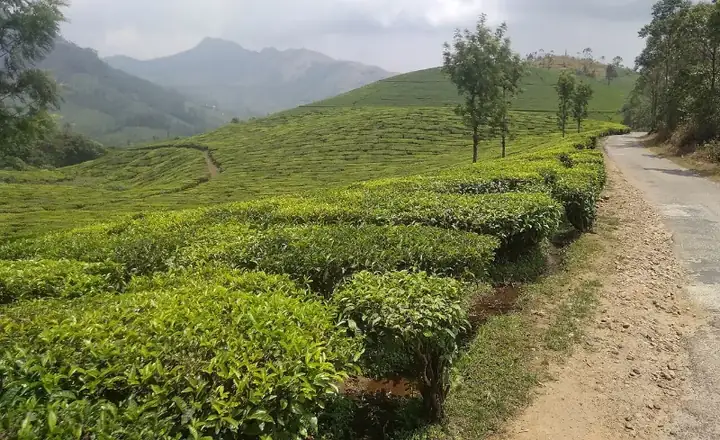 Tea plantation , Rajamala munnar