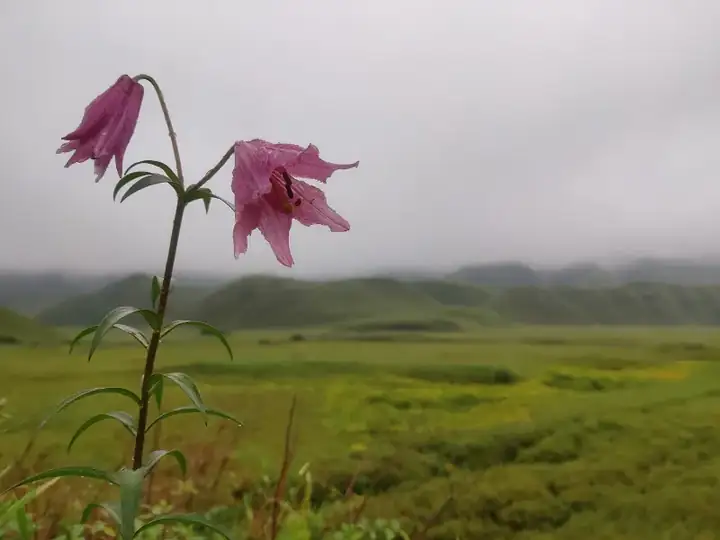 Dzukou Lily