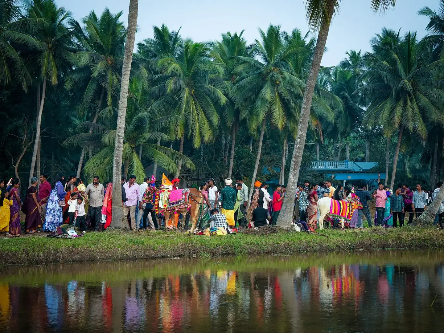 Decorated cattle and festival gathering during Sankranti celebrations in Korlagunta, Andhra Pradesh