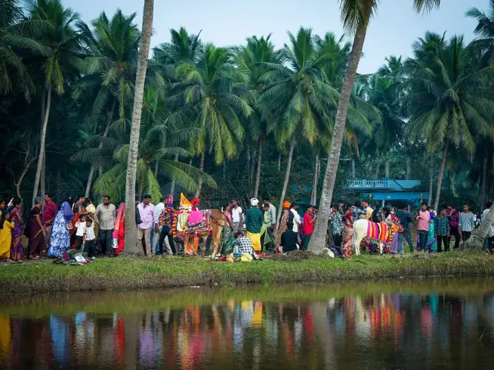 Decorated cattle and festival gathering during Sankranti celebrations in Korlagunta, Andhra Pradesh