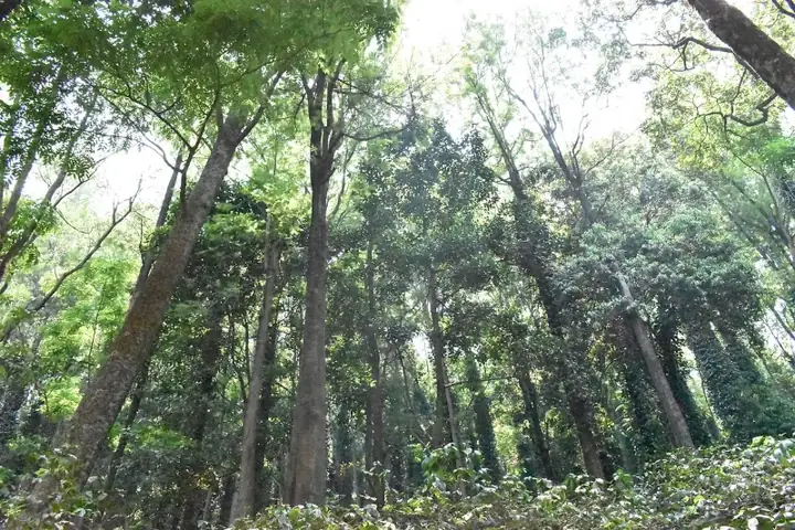 Araku Valley coffee plantations in Ananthagiri hills in Andhra Pradesh