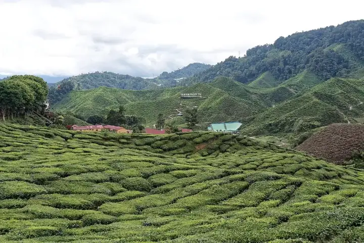 Cameron Bharat Tea Plantation, Cameron Highlands, Malaysia