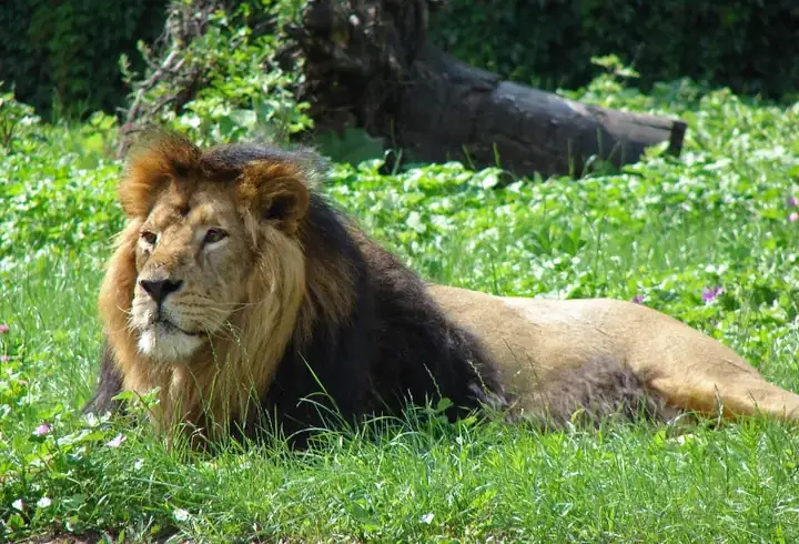 Panthera leo persica M