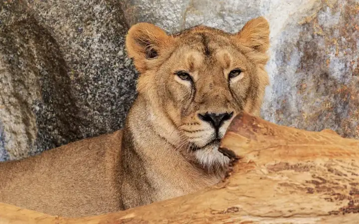 Berlin Tierpark Friedrichsfelde 12-2015 Indian lion