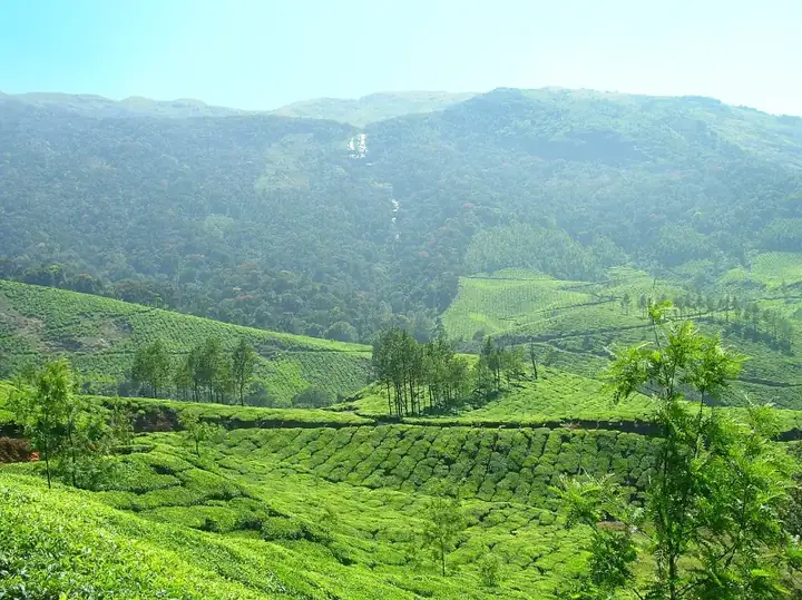Tea plantations in Munnar
