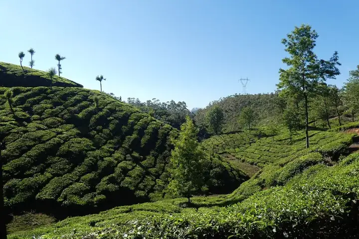 Munnar Tea Plantation and Trees