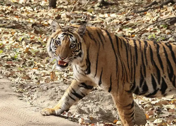 Bengal tiger in Bandhavgarh National Park