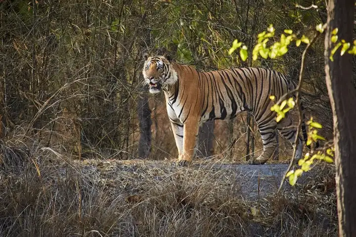 Bengal tiger , Bandhavgarh National Park