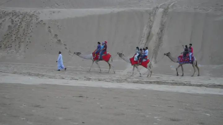Camels at Sam sand dunes, Jaisalmer