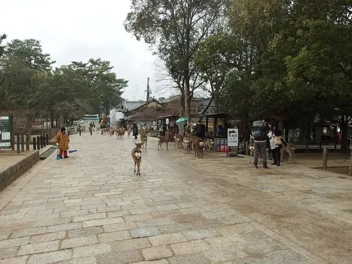 Deer @ Todai ji Temple @ Nara